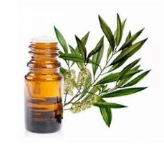 Mille raisons de l’avoir dans nos placards: l’huile essentielle de tea tree ou arbre à thé